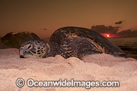 Nesting Green Sea Turtle Photo - David Fleetham