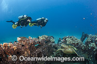 Divers and Green Sea Turtle Photo - David Fleetham