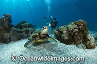 Diver and Green Sea Turtle Photo - David Fleetham