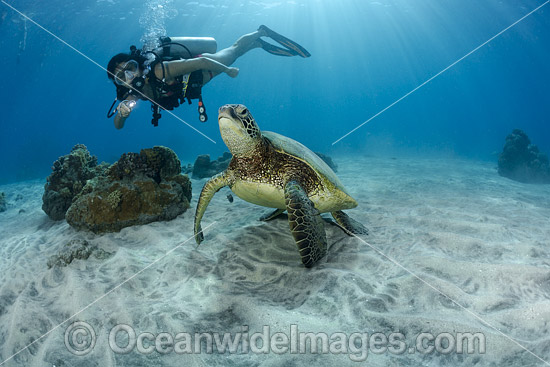 Scuba Diver and Green Sea Turtle photo