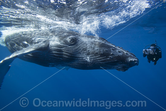 Camera man with Humpback Whale photo