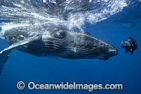 Camera man with Humpback Whale Photo - David Fleetham