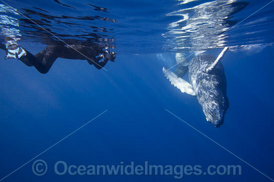 Photographing Humpback Whale photo