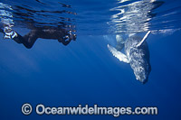Photographing Humpback Whale Photo - David Fleetham