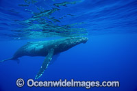 Humpback Whale Hawaii Photo - David Fleetham