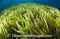 Seagrass Photo - David Fleetham