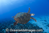 Hawksbill Sea Turtle Hawaii Photo - David Fleetham