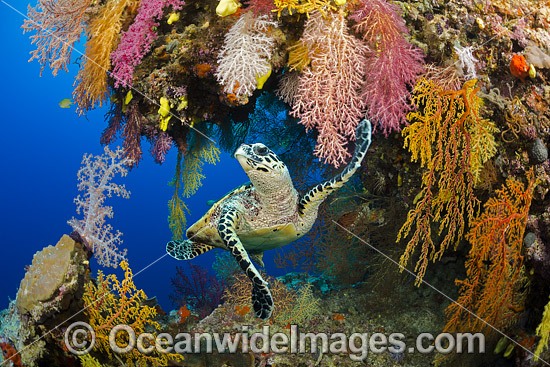 Hawksbill Sea Turtle Fiji photo