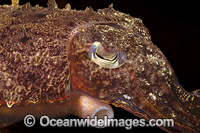 Broadclub Cuttlefish Photo - David Fleetham