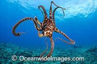 Day Octopus Hawaii Photo - David Fleetham