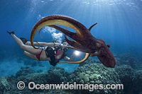 Day Octopus and Diver Photo - David Fleetham