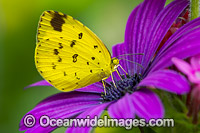 Large Grass-yellow Butterfly on flowers Photo - Gary Bell