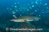 Grey Nurse Shark and fish Photo - Gary Bell