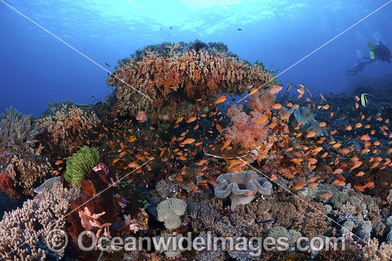 Coral Reef Indonesia photo
