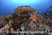 Coral Reef Indonesia Photo - David Fleetham