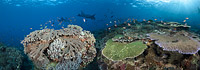 Fish and Coral coral triangle Photo - David Fleetham