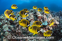 Butterflyfish and Coral Photo - David Fleetham