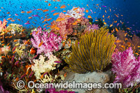 Coral Reef Fiji Photo - David Fleetham