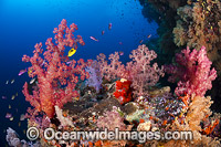 Coral Reef Fiji Photo - David Fleetham