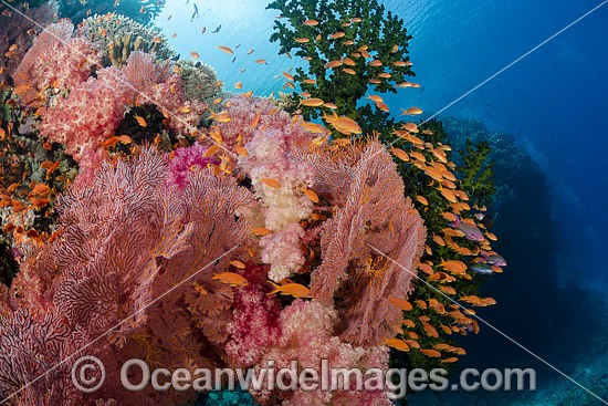 Fish and Coral Reef Fiji photo