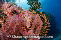 Fish and Coral Reef Fiji Photo - David Fleetham