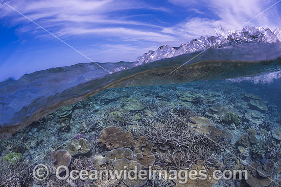 Wave over Reef Fiji photo