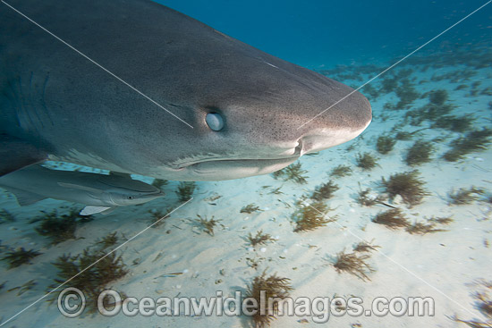Tiger Shark showing membrane over eye photo