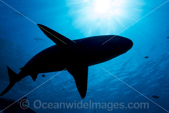 Blacktip Reef Shark silhouette photo