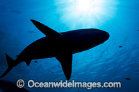 Blacktip Reef Shark silhouette Photo - David Fleetham