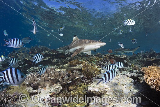 Blacktip Reef Shark on coral reef photo