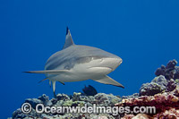 Blacktip Reef Shark Photo - David Fleetham