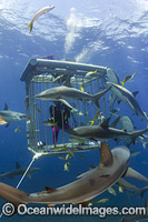 Caribbean Reef Shark Bahamas Photo - David Fleetham