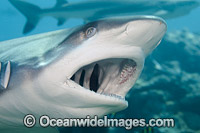 Grey Reef Shark showing teeth Photo - David Fleetham