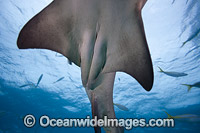 Lemon Shark Bahamas Photo - David Fleetham