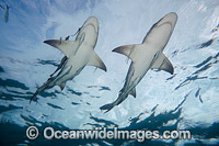 Lemon Shark Bahamas Photo - David Fleetham