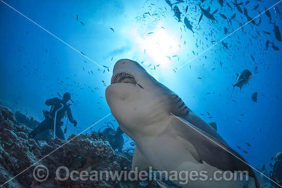 Bull Shark and Diver photo