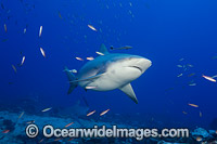 Bull Shark Fiji Photo - David Fleetham