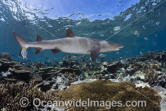 Whitetip Reef Shark on coral reef photo