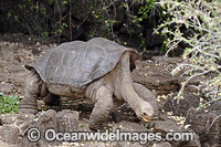 George Giant Tortoise Photo - David Fleetham