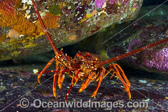 Red Spiny Lobster Tasmania photo