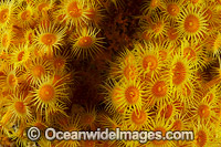 Yellow Zoanthids Tasmania Photo - Gary Bell