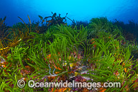 Sea Algae Bicheno Photo - Gary Bell