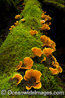 Fungi on Tree Tasmania Photo - Gary Bell