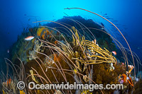 Bicheno Reef Tasmania Photo - Gary Bell