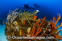 Divers on Tasmanian Reef Photo - Gary Bell