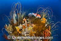 Wrasse on Reef Tasmania Photo - Gary Bell