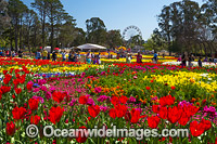 Floriade Festival Canberra Photo - Gary Bell