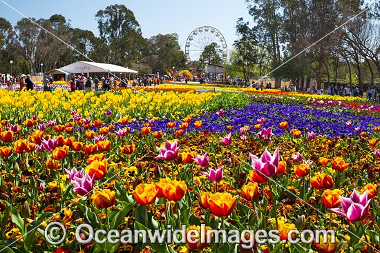 Floriade Festival Canberra photo