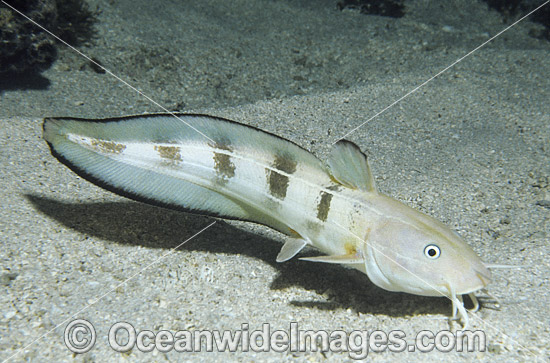 Striped Catfish Plotosus lineatus photo