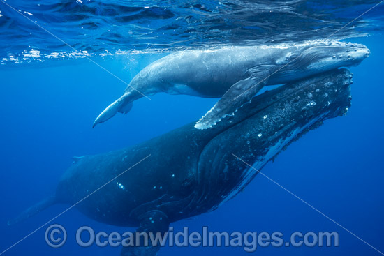 Humpback Whale mother and calf photo